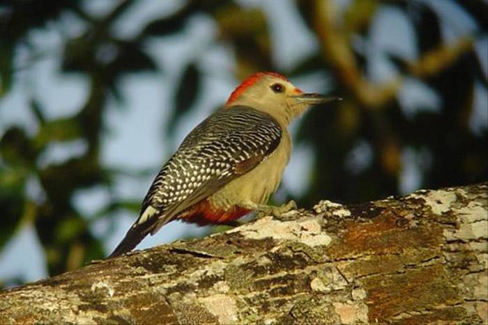 Golden-fronted Woodpecker (Peter Dunn)