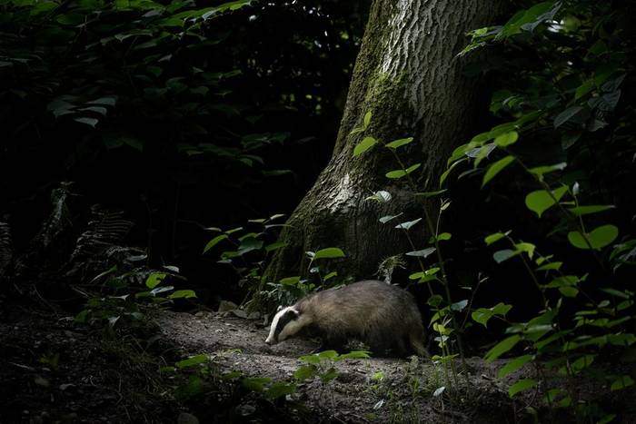 Badger (Paul McDougall) (1).jpg