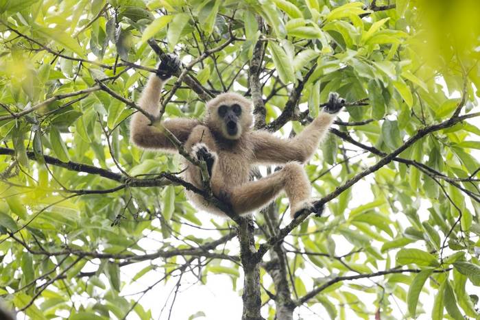Keang Krachan, Phetchaburi, Thailand, March