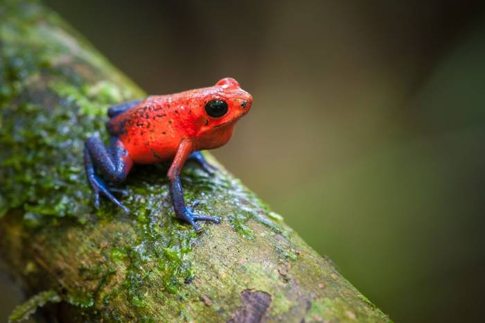 Strawberry poison dart frog, Costa Rica shutterstock_443806876.jpg