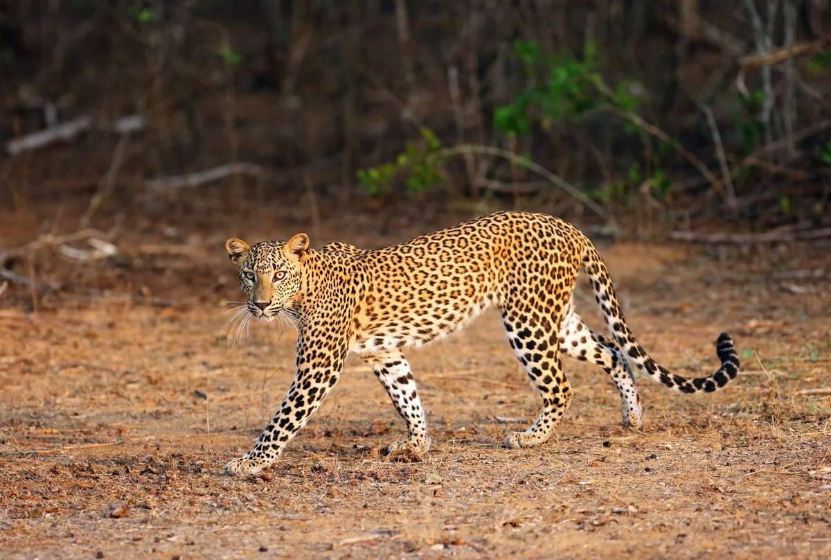 Sri Lanka (Leopard)