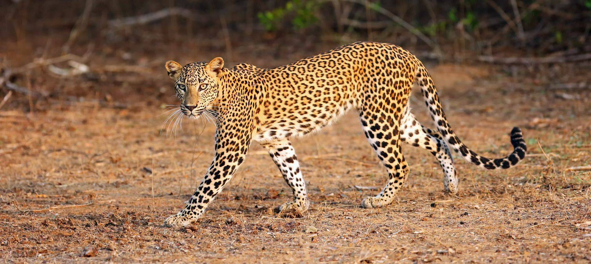 Sri Lanka (Leopard)