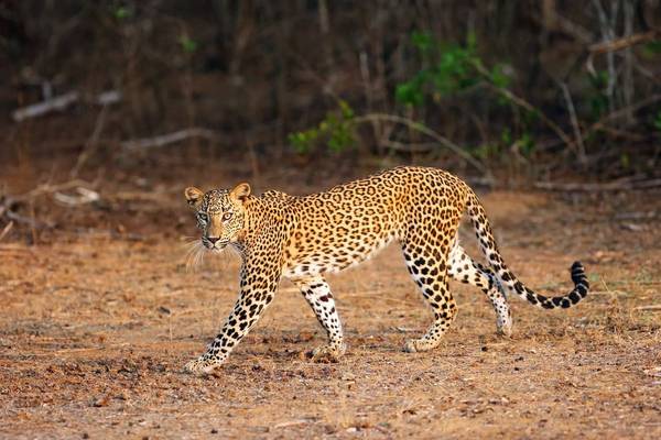 Sri Lanka (Leopard)
