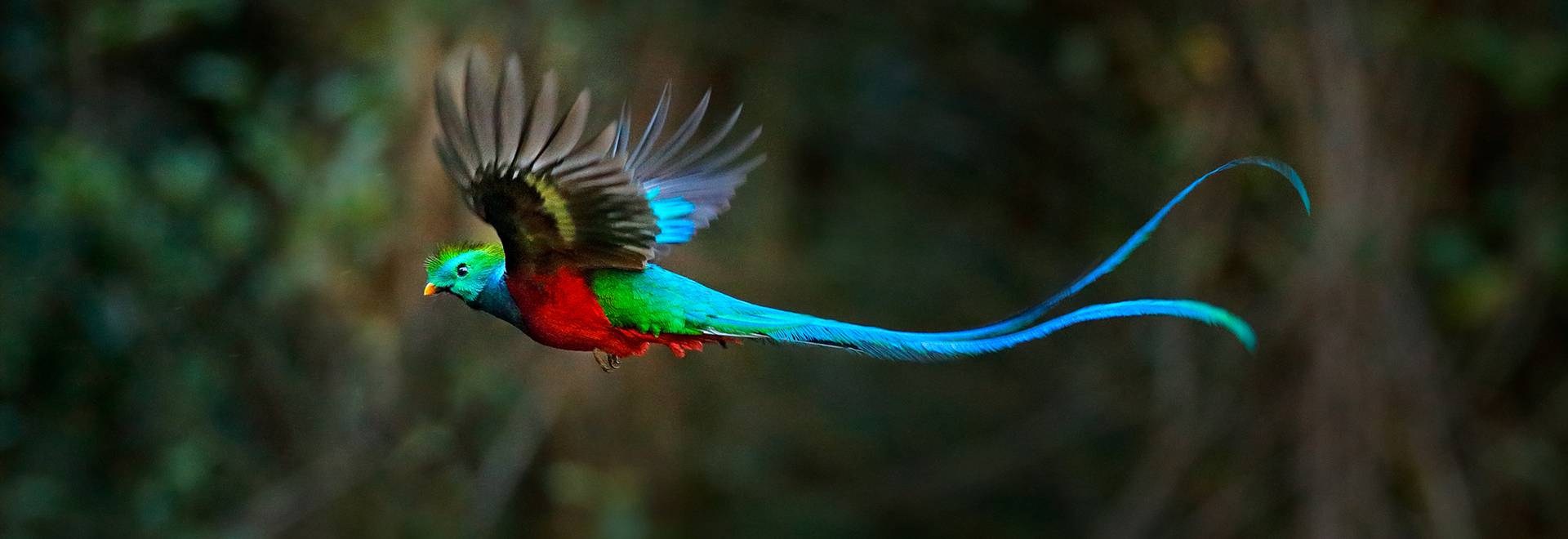 Resplendant-Quetzal-shutterstock_1275330181.png