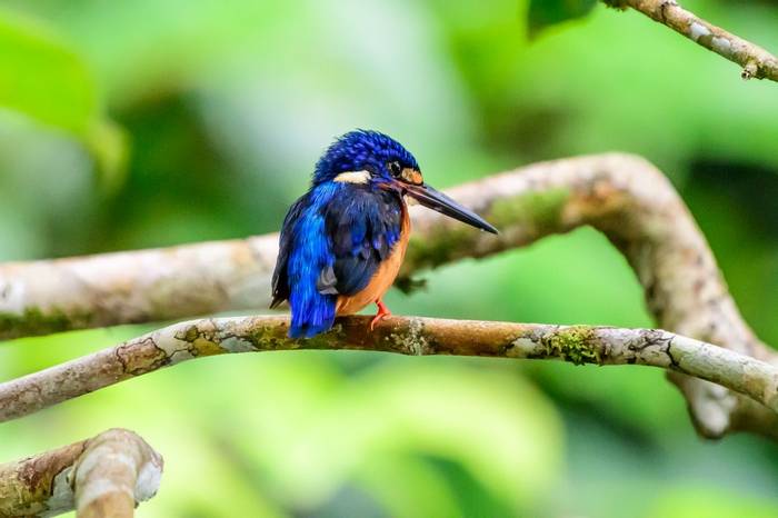 Blue-eared Kingfisher (Trevor Platt)