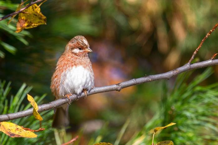 Pine Bunting