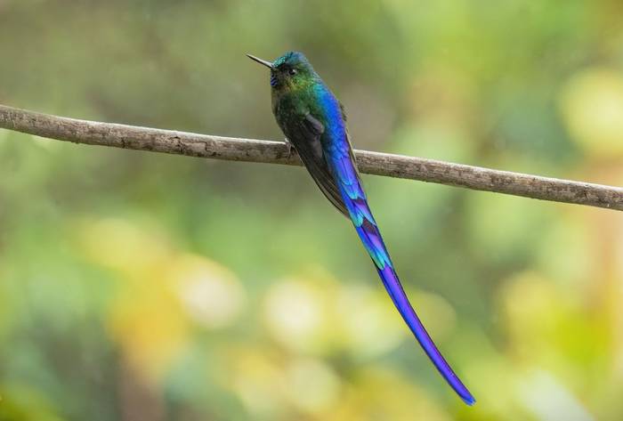 Violet-tailed Sylph (Ian Hilton).jpg