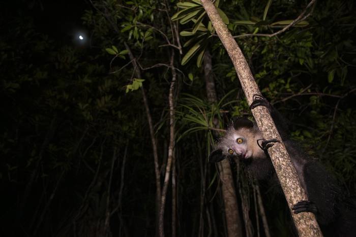 Aye-aye (Oliver Smart)