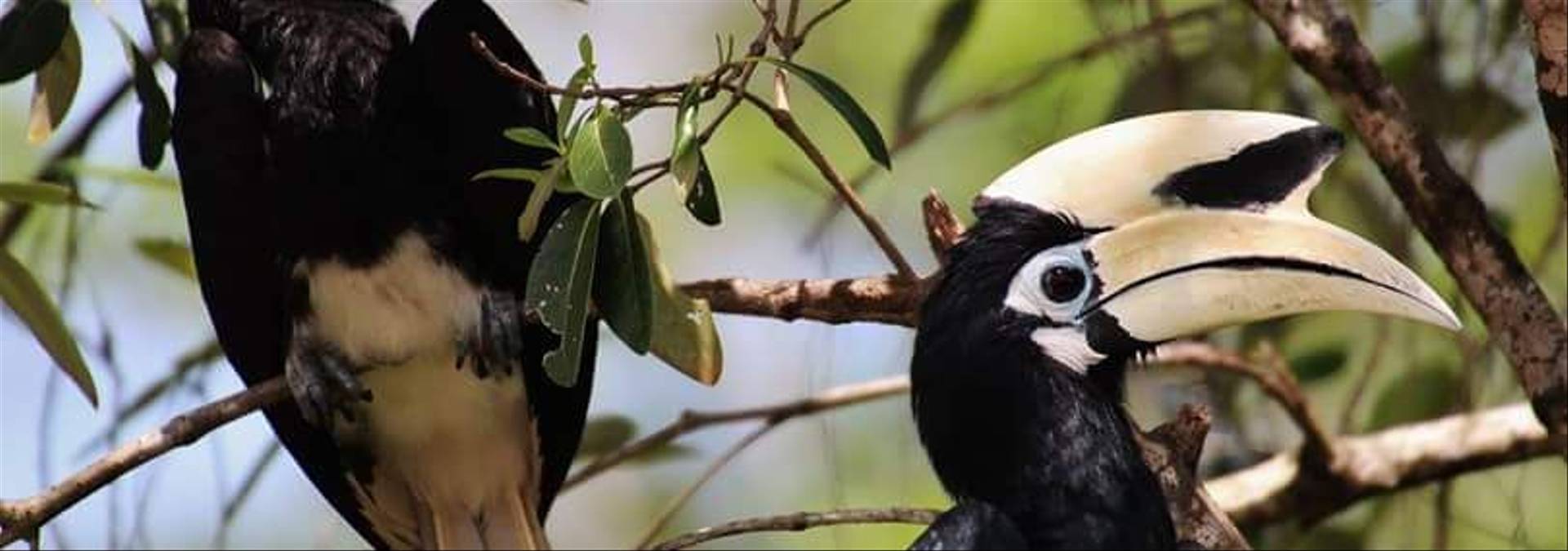 Hornbills   Borneo   Credit Borneo Dream.