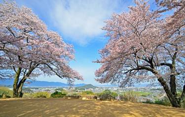 rf_as_cherryblossoms_amakashiokahill_naraprefecture_japan_01_2025_rgb.jpg