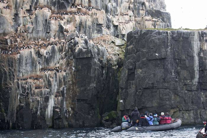 Brunnich's Guillemots