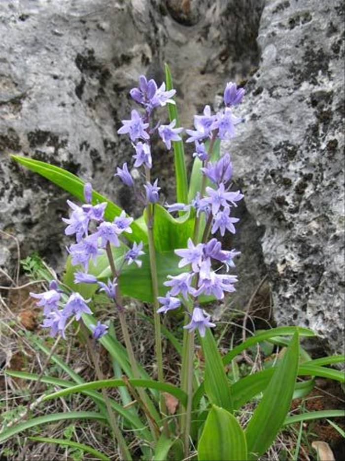 Hyacinthoides hispanica (Paul Harmes)