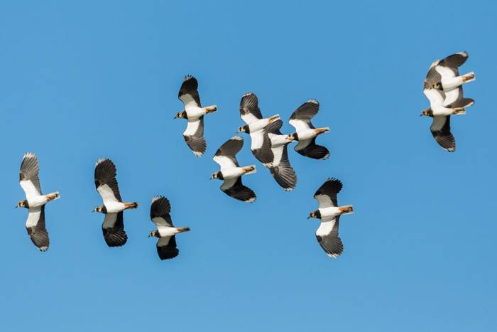 Lapwing shutterstock_1610369806.jpg