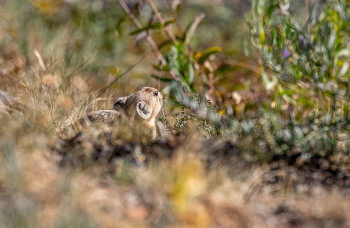 Pallas's Pika (Matthew Capper)