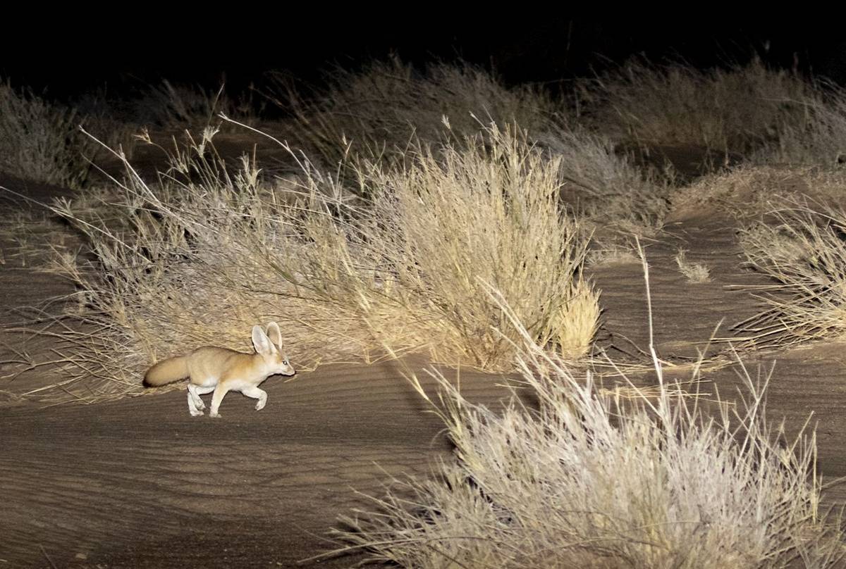 Western Sahara's Desert Wildlife (Mammals) - Naturetrek