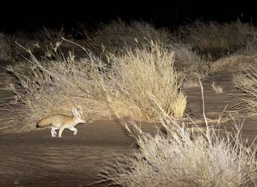 Western Sahara's Desert Wildlife