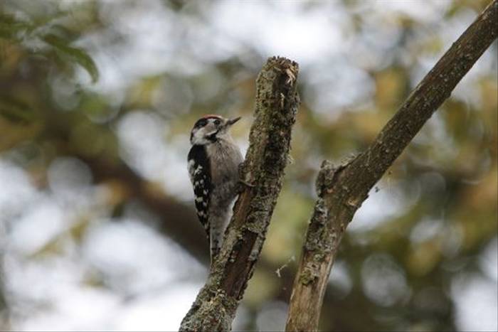 Lesser-spotted Woodpecker (Daniel Green)