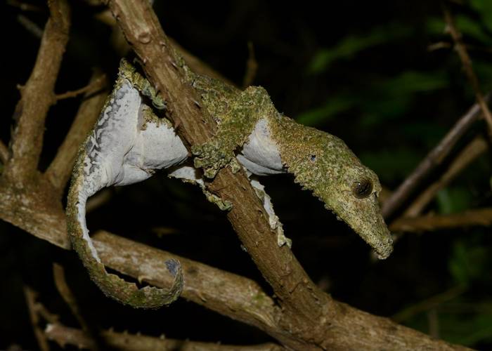 Mossy Leaf-tailed Gecko.jpg