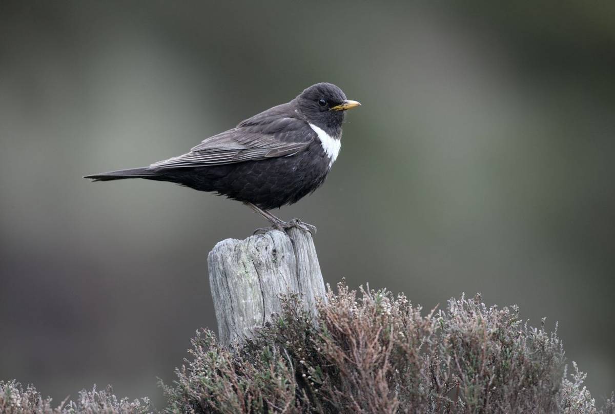 Ring Ouzel