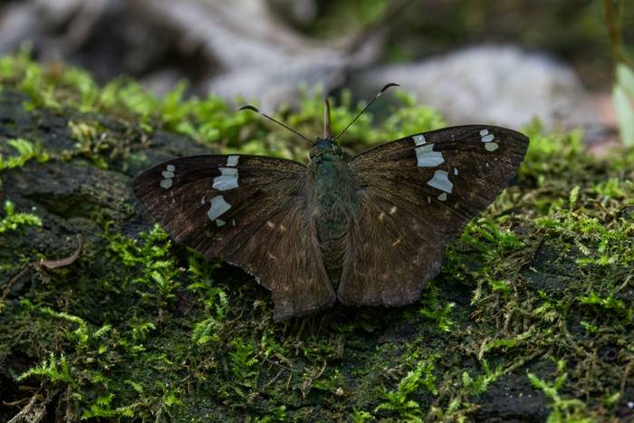 Common Spotted Flat (Celaenorrhinus leucocera) © James Warren, May 2026.jpg