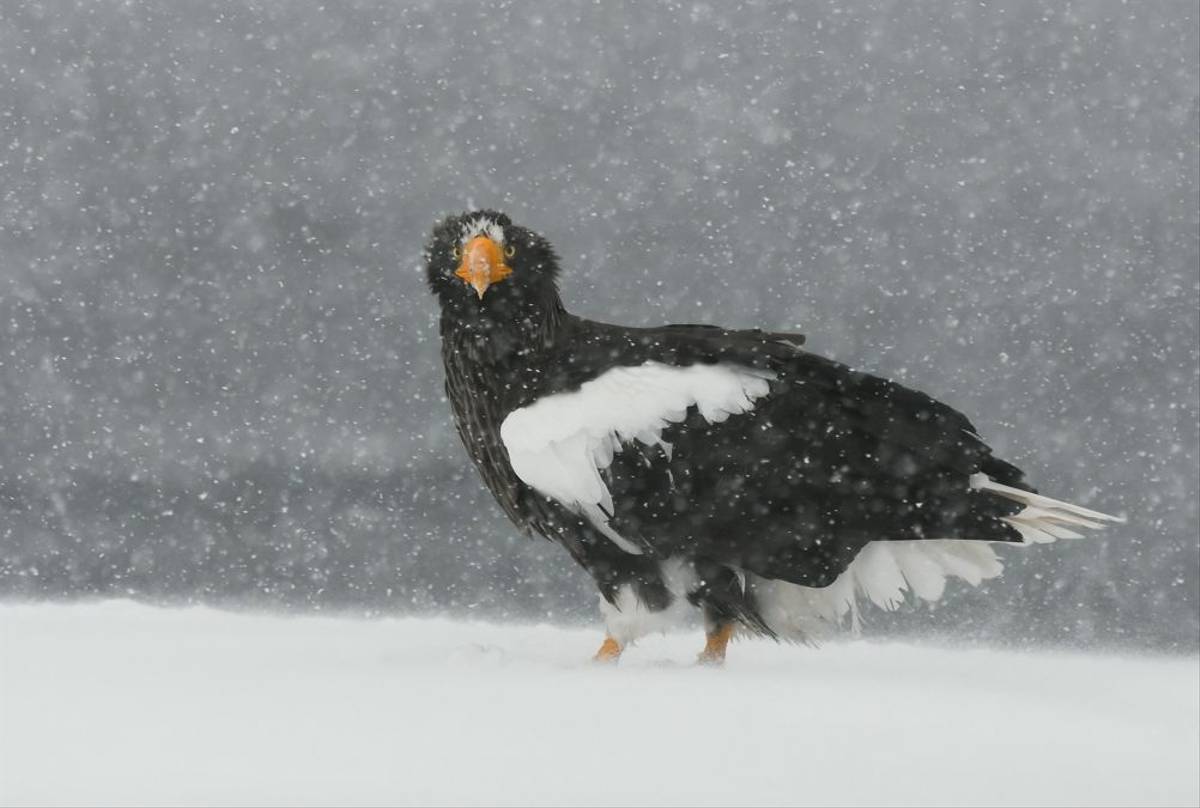 Steller's Sea Eagle