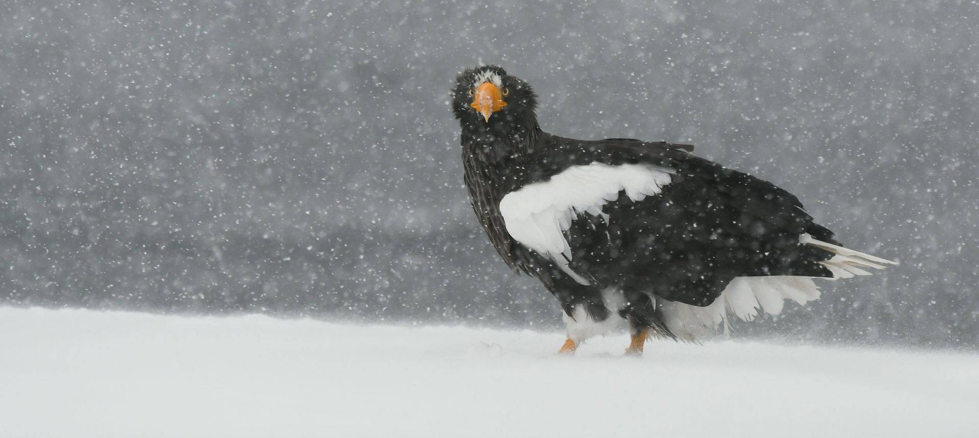 Steller's Sea Eagle