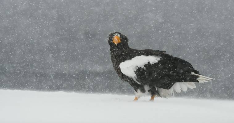 Steller's Sea Eagle