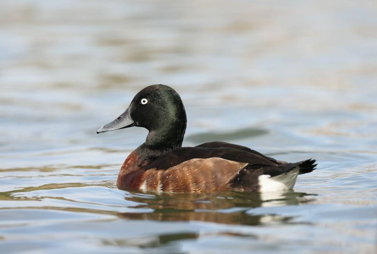 Baer's Pochard, China shutterstock_2299927221.jpg