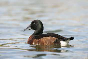 Baer's Pochard, China shutterstock_2299927221.jpg