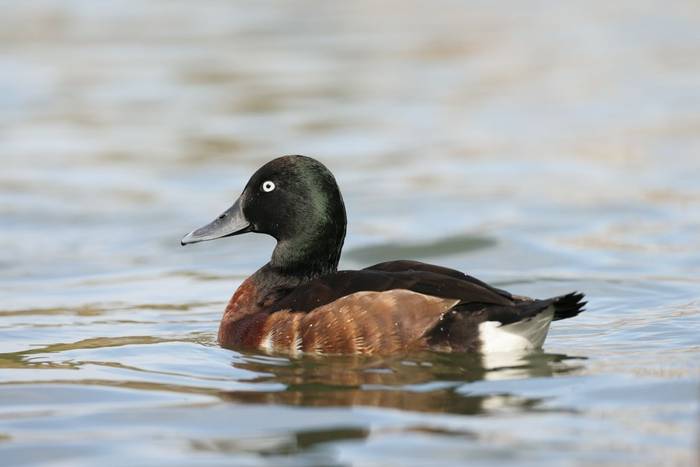 Baer's Pochard, China shutterstock_2299927221.jpg