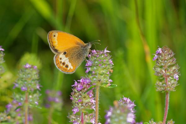 Pearly Heath Butterfly, Slovakia shutterstock_1105691387.jpg