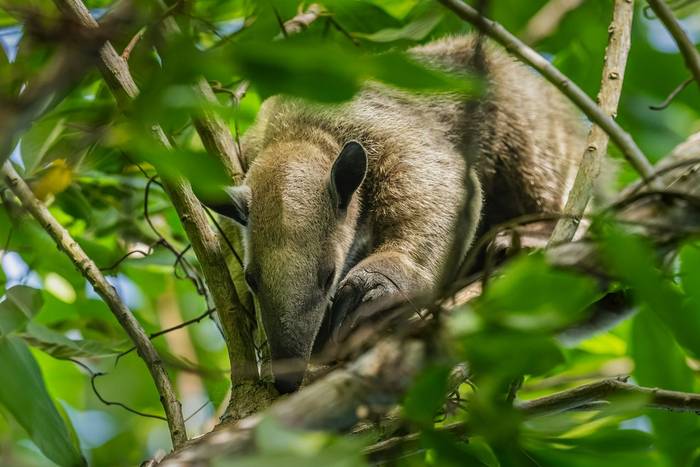 Southern Tamandua © A J Bradshaw, March 2026 tour