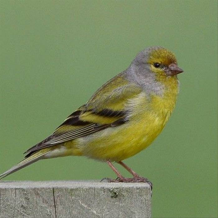 Fair Isle - Citril Finch (Mark Breaks).jpg