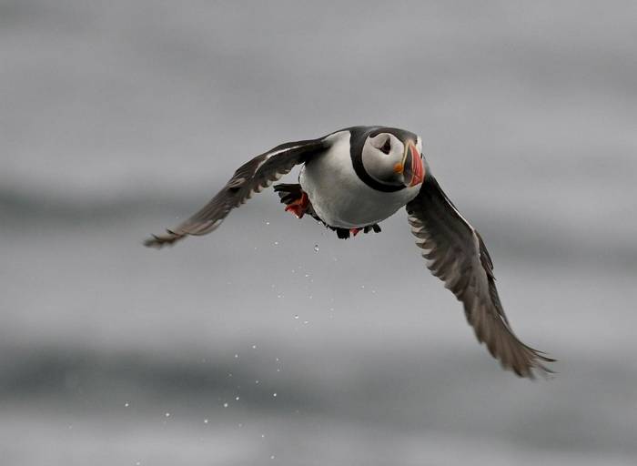 Flying Puffin (Rob Campbell).JPG