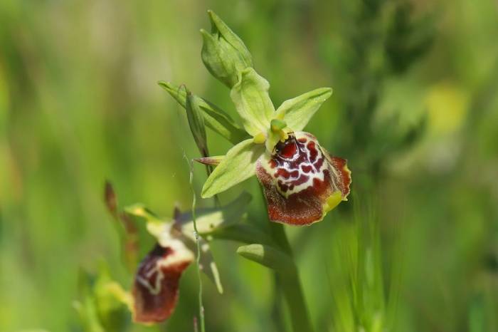 Late Spider Orchid ssp. oxyrrhynchos © Luca Boscain, April 2026 tour