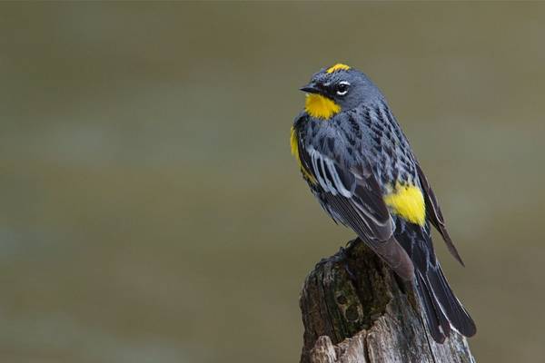 Yellow-rumped Warbler