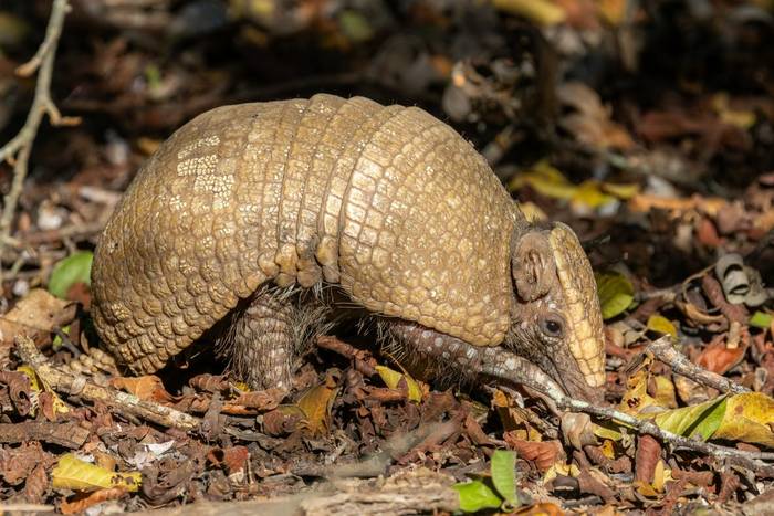Southern Three-banded Armadillo © James Warren, May 2026.jpg