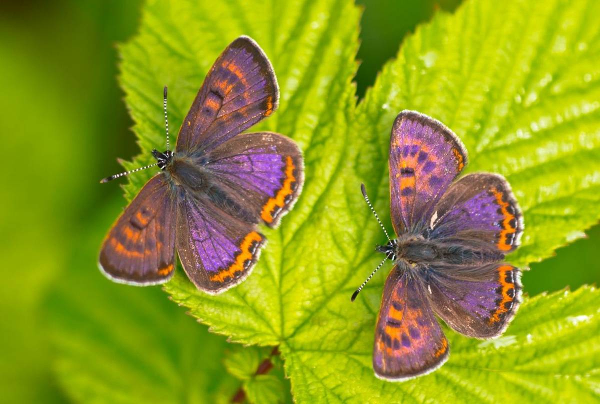 Poland Violet Coppers shutterstock_492889165.jpg