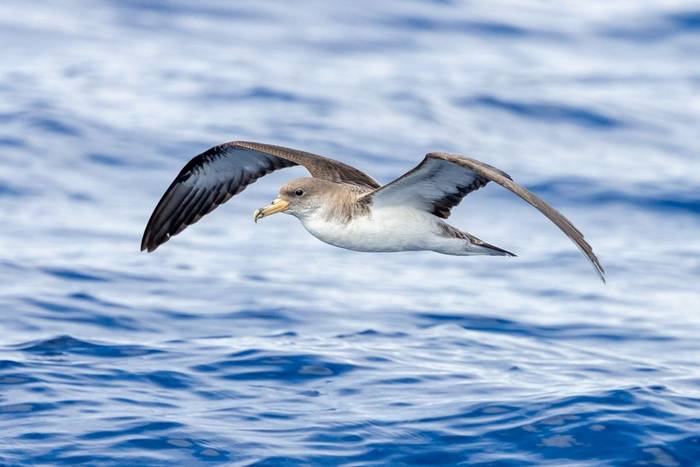 Cory's Shearwater (Sara Frost).jpg