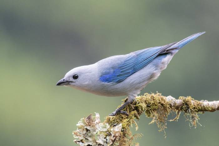 Blue-grey Tanager, Savegre, Costa Rica, 26 March 2022, KEVIN ELSBY FRPS.jpg