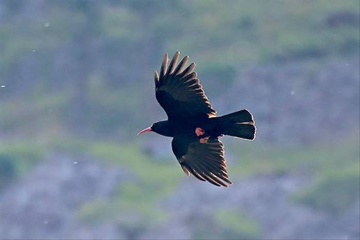 Red-billed Chough (Colin Brown)