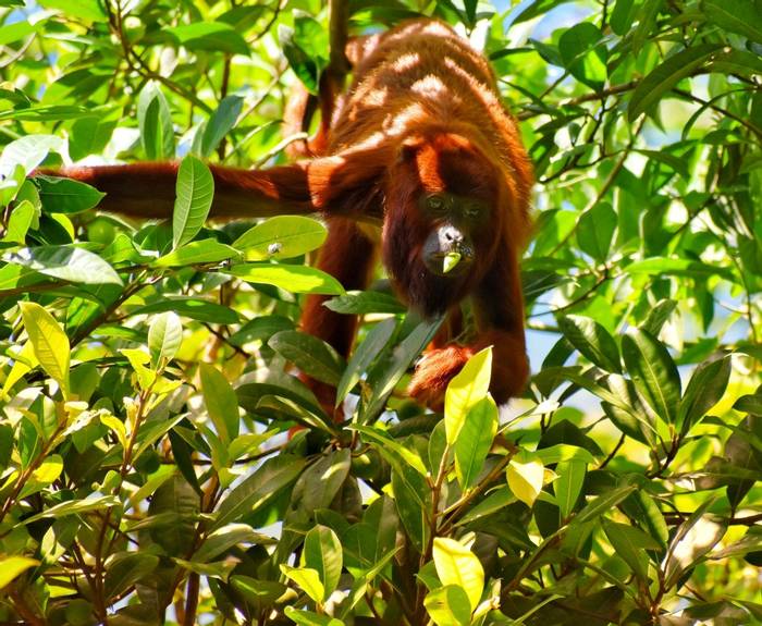 Guyanan Red Howler Monkey, Trinidad shutterstock_1989670673.jpg