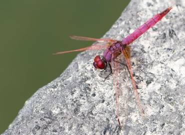 Extremadura's Dragonflies