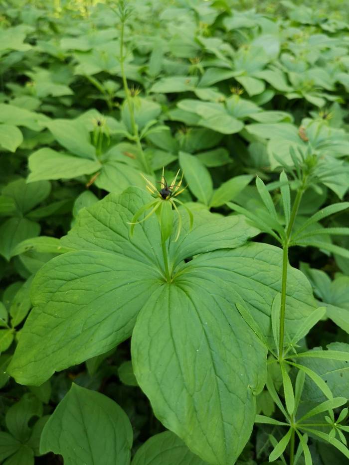 Herb Paris (Chris Wilkinson).jpg