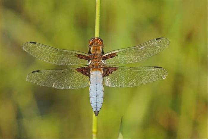 Broad-bodied Chaser (David Morris)