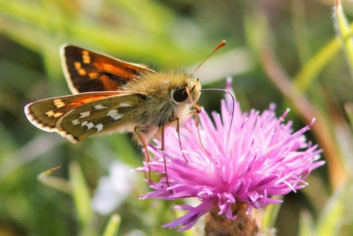 Silver-spotted Skipper (Matt Eade)
