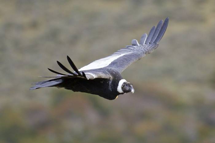 Andean Condor (Dani Free)