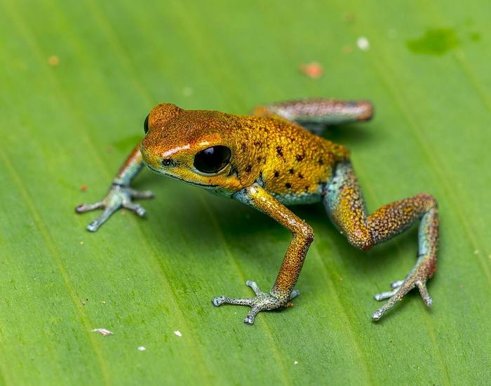 Strawberry Poison Frog (Oophaga pumilio)_t7a2882-cr3_dxo_deepprimexdjpg_55181883139_o.jpg