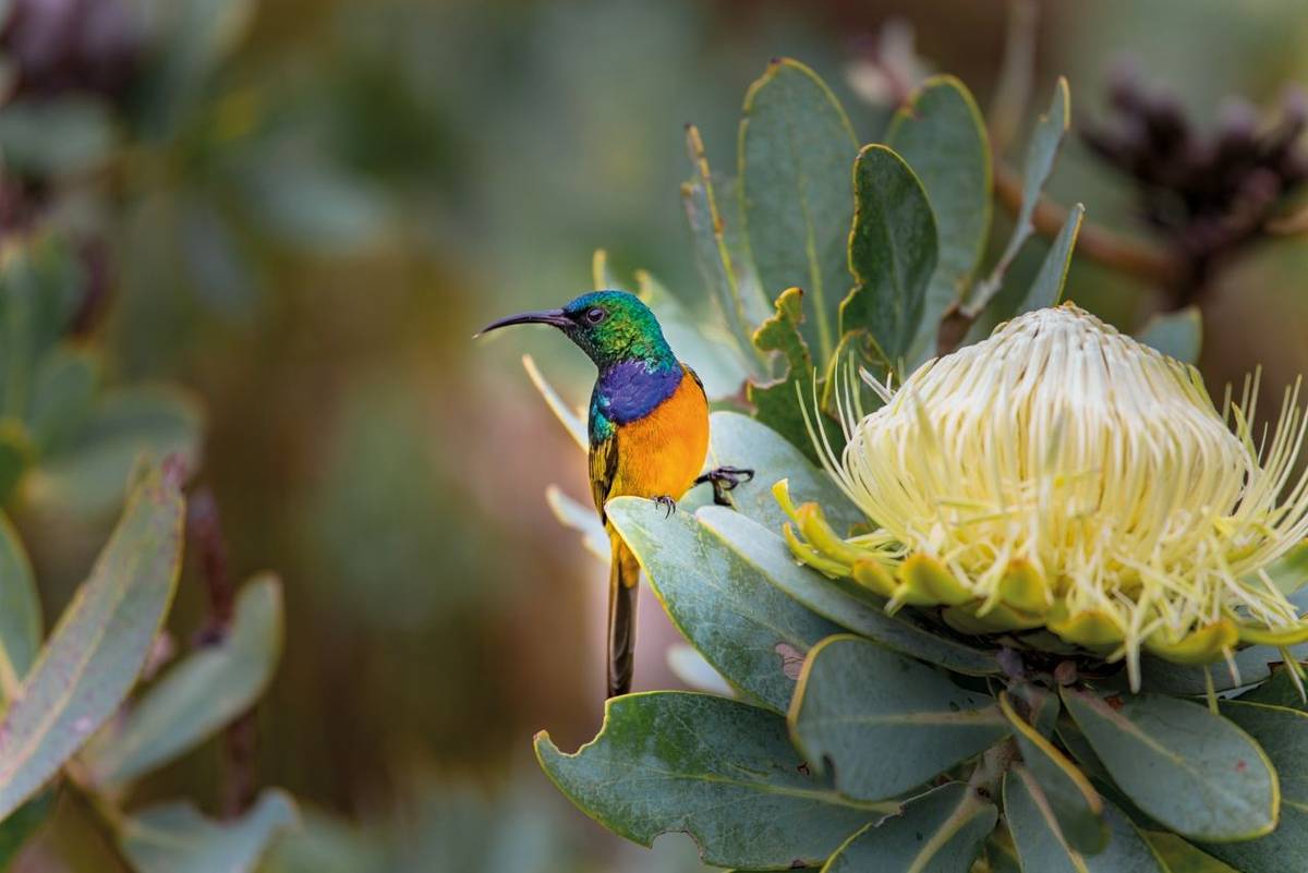 rf_as_sunbird_southafrica_01_2026_rgb.jpg