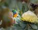 rf_as_sunbird_southafrica_01_2026_rgb.jpg